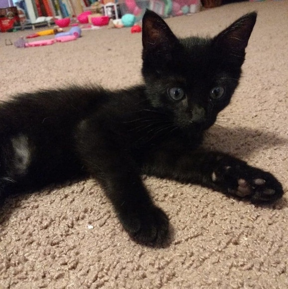 Meet your Posher, Briony - Picture 1 of 1